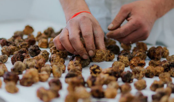 Tuscan Cuisine: Savoring the Flavors of the Italian Countryside